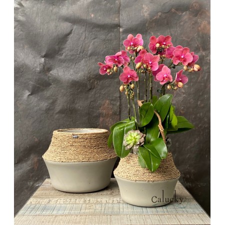 CHẬU LAN HỒ ĐIỆP MINI ĐỎ HỒNG CHẬU LAN HỒ ĐIỆP MINI ĐỎ HỒNG